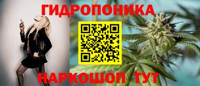 шишки Будённовск
